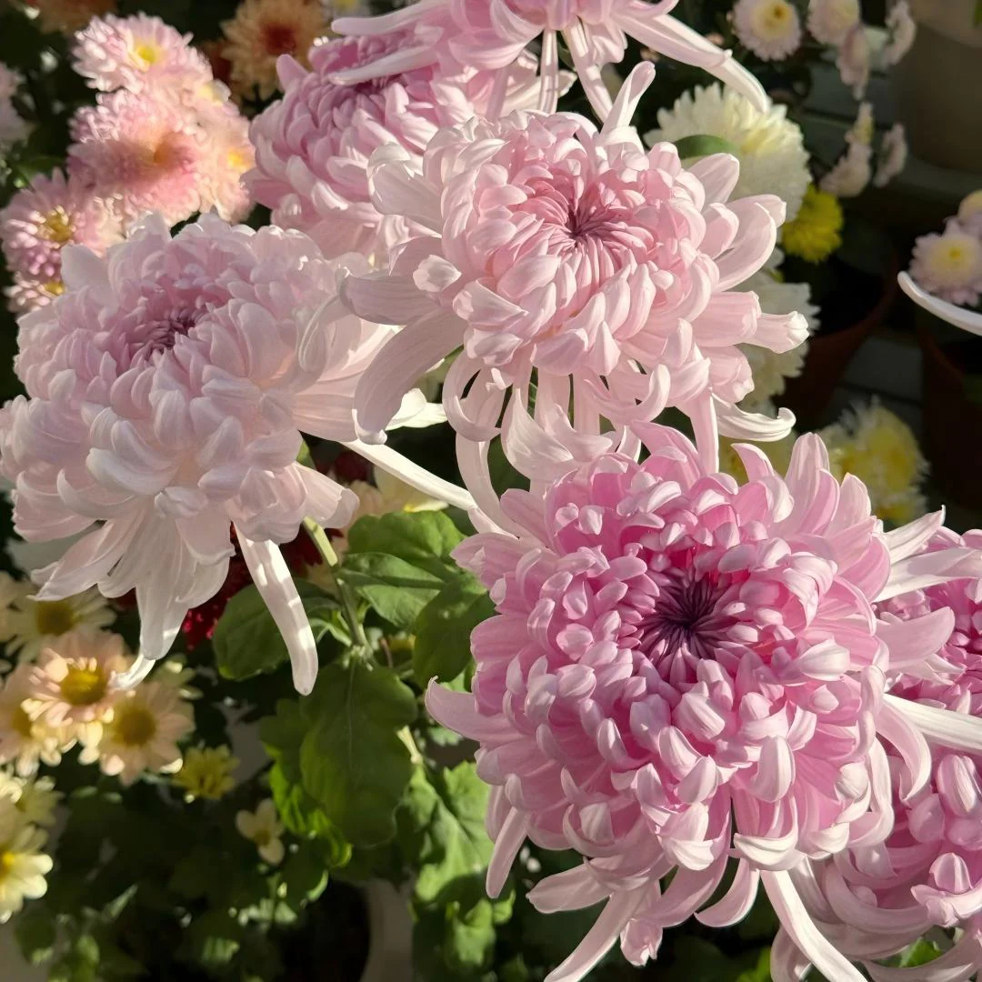 Double Bloom Chrysanthemum Seeds