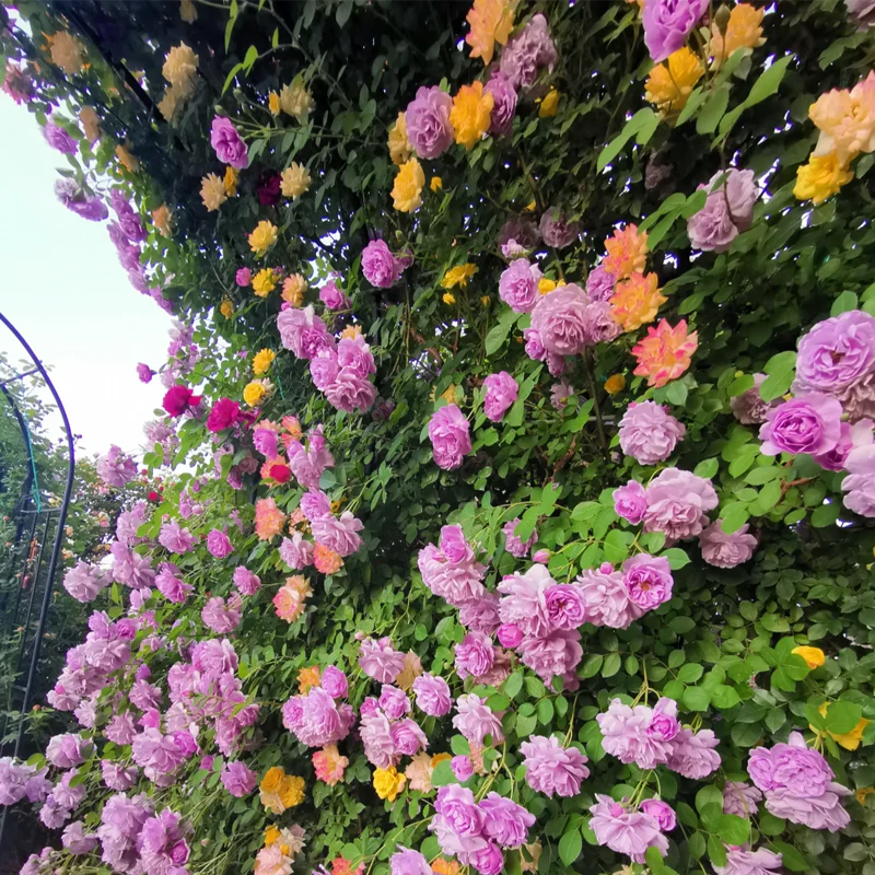 Mixed Angel Climbing Rose Seeds