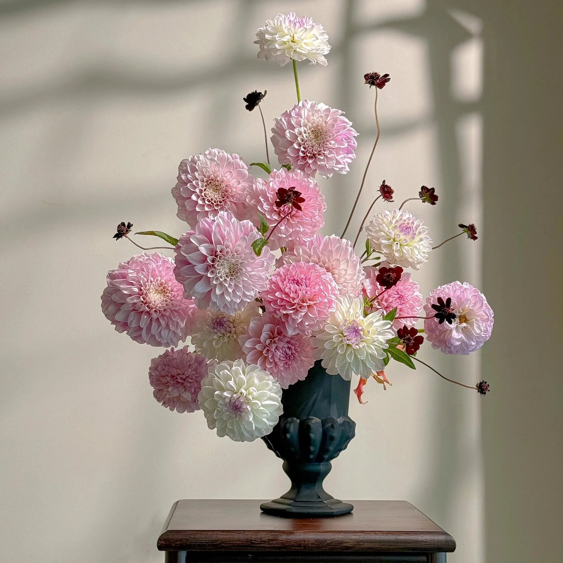 Bloom Dahlia Seeds – Transform Your Garden Into a Luxury Paradise 🌸