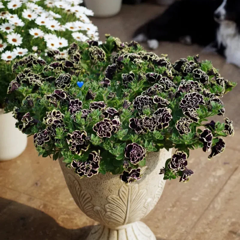 Double Petunia Seeds