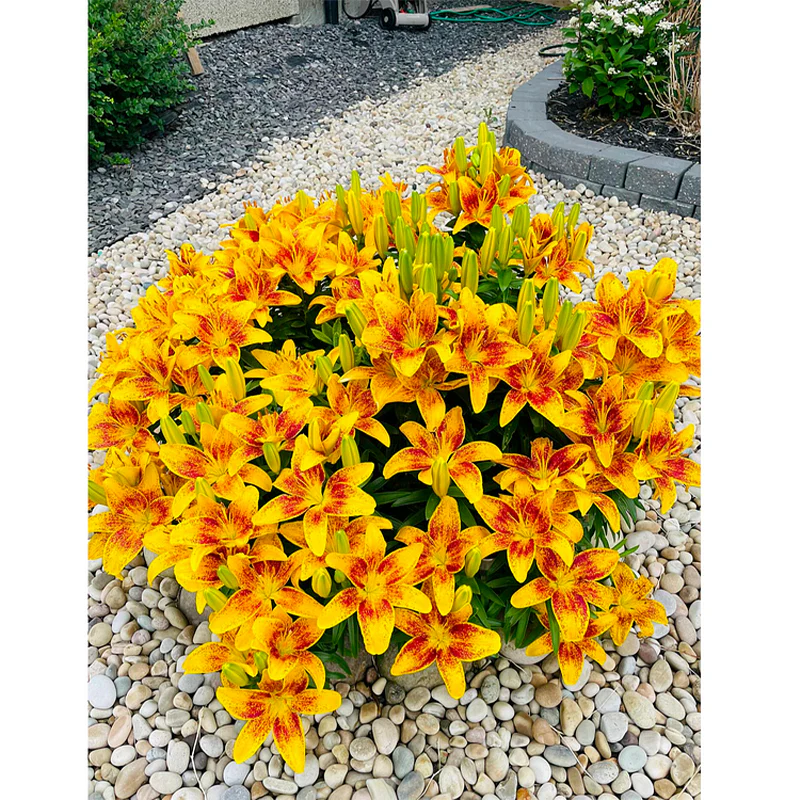Lily Bulbs