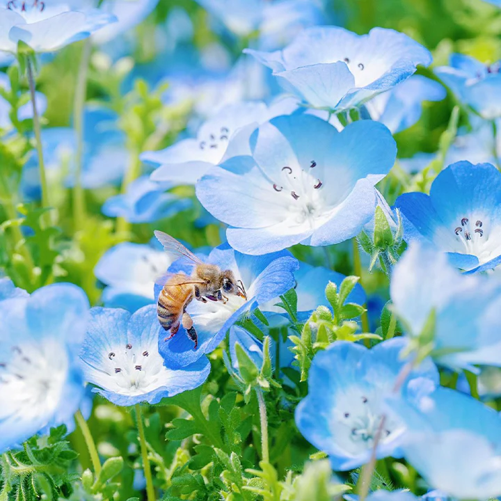 Baby Blue Eyes Seeds