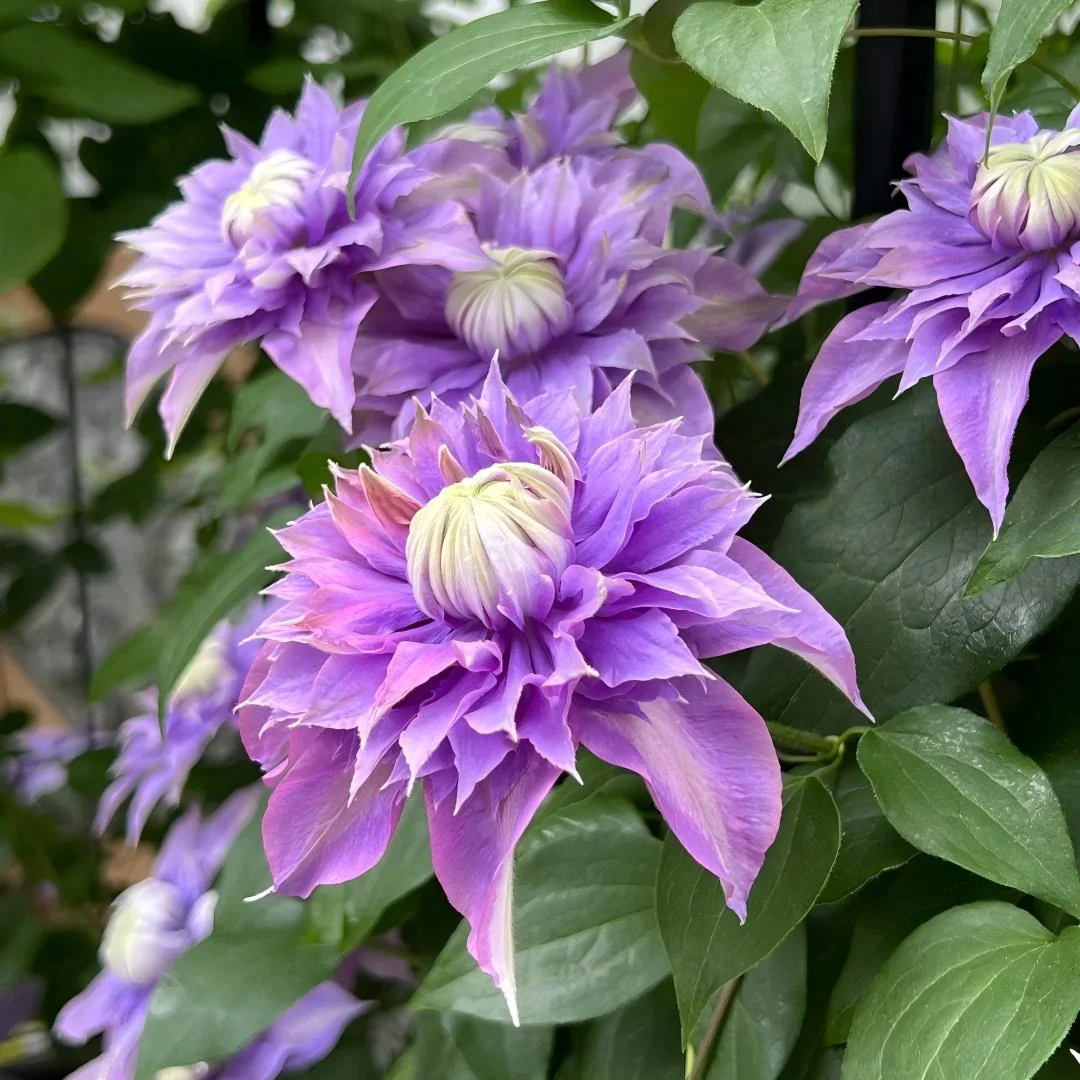 Clematis ‘Crystal Fountain’ Seeds