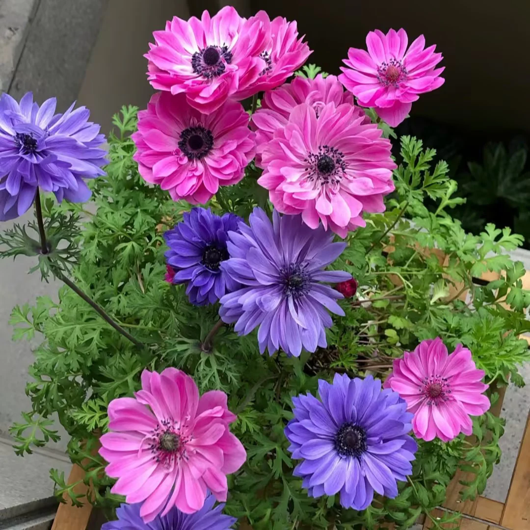 Anemone Seeds