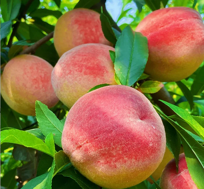 Peach Seeds