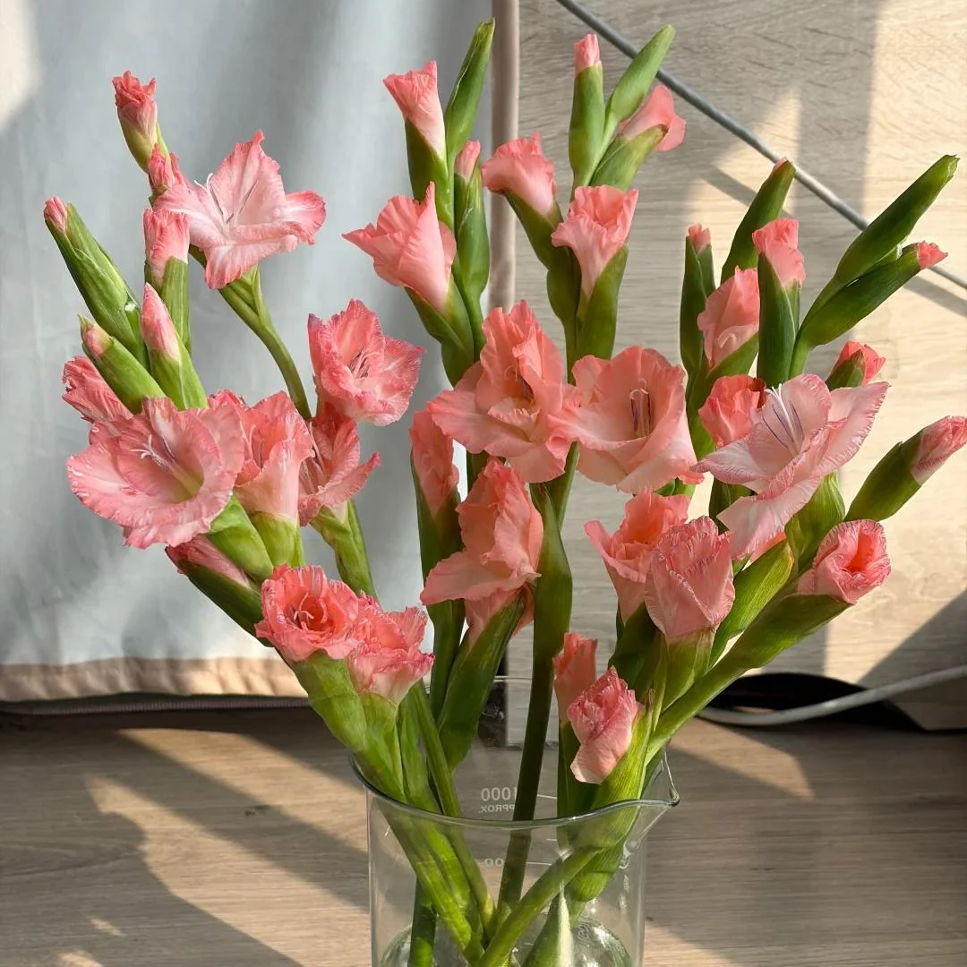 Gladiolus Bulbs-Perennial Cut Flower, Long Blooming, Easy to Grow