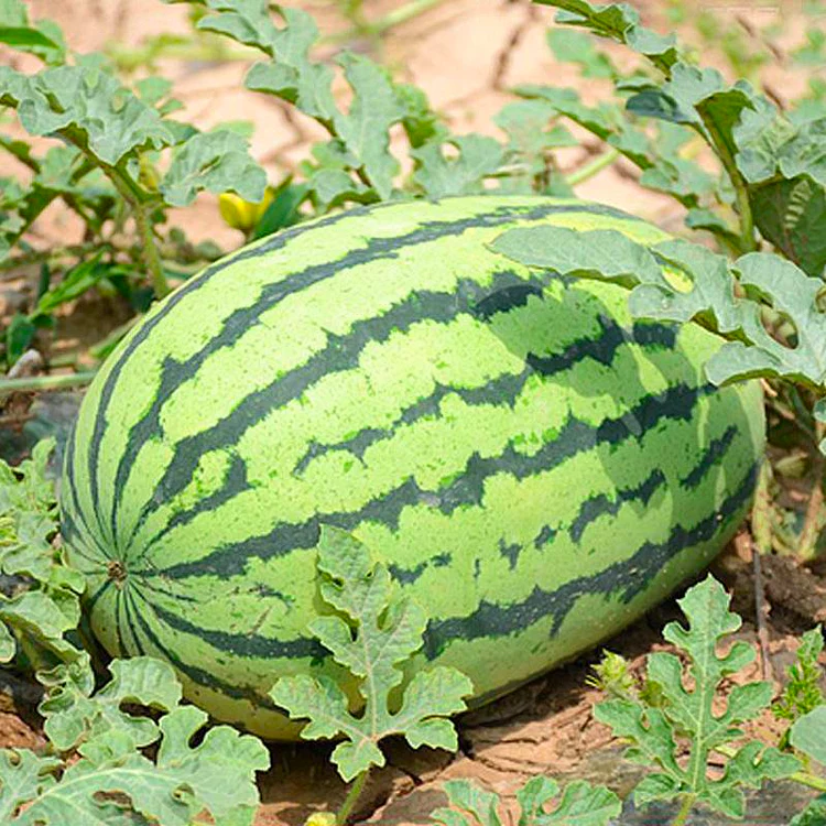 🍉Watermelon Seeds - Lazy