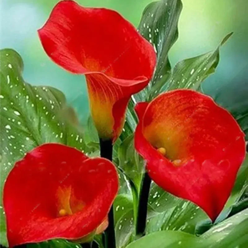 🌸Grow Your Own Calla Lilies — Easy, Elegant, Rewarding