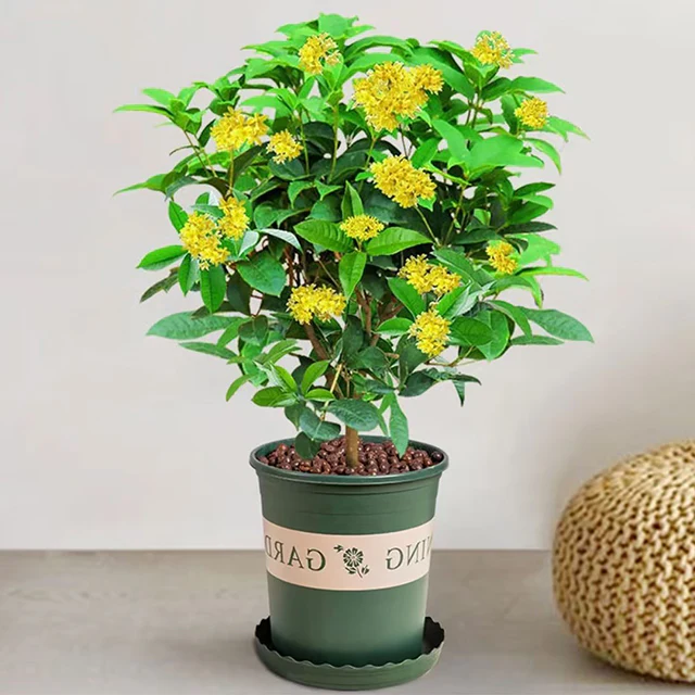 Four Seasons Osmanthus Tree Seeds