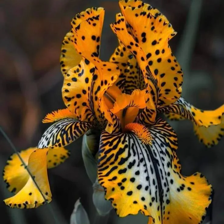 Stardust Snow-Rare Iris Bulbs⚜️