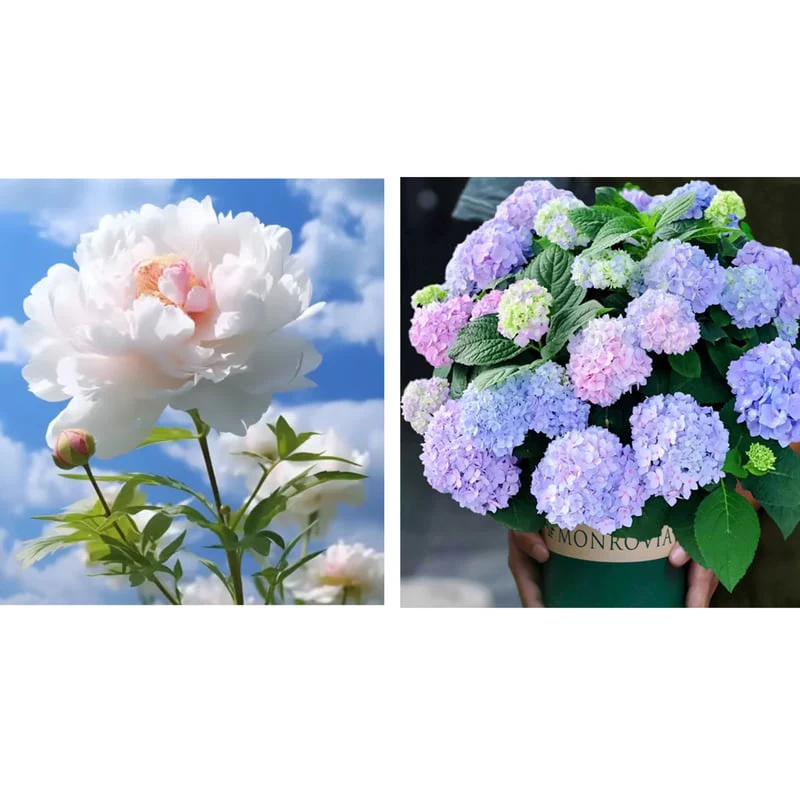 🔥LAST DAY 45% OFF🌺THE QUEEN OF FLOWERS—DOUBLE PETALED PIANI
