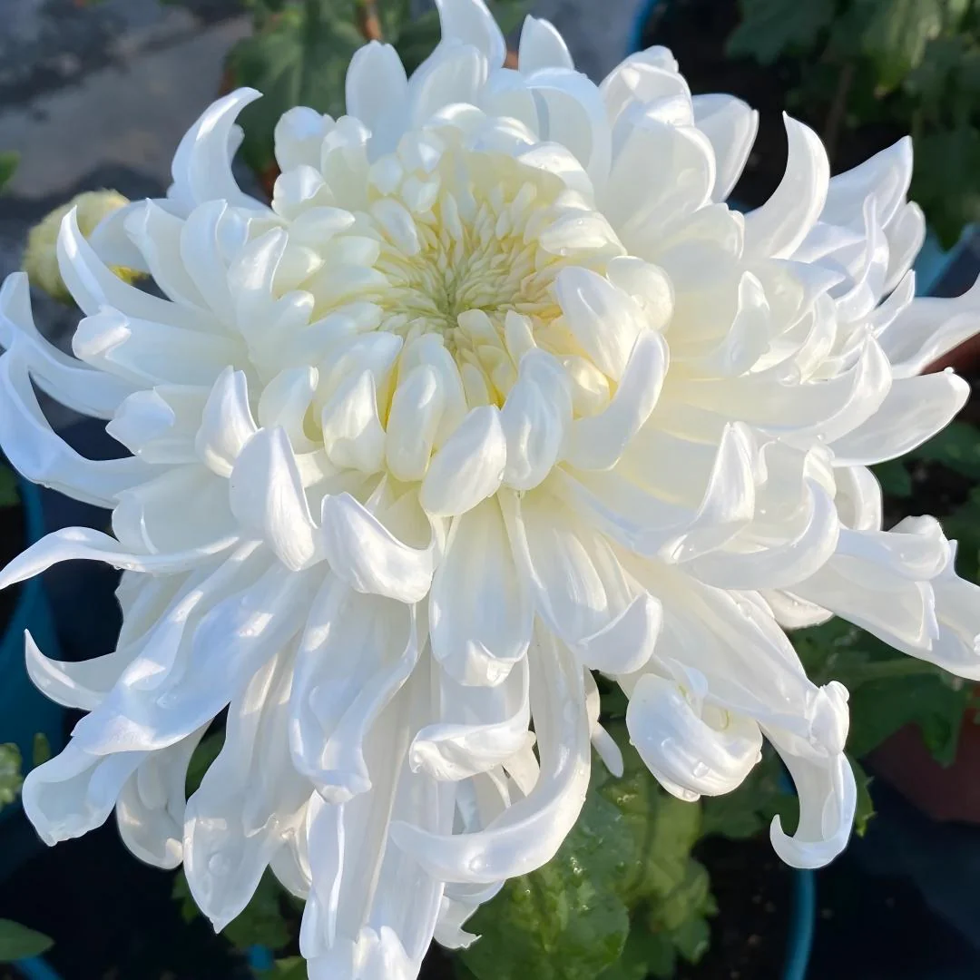 Double Bloom Chrysanthemum Seeds