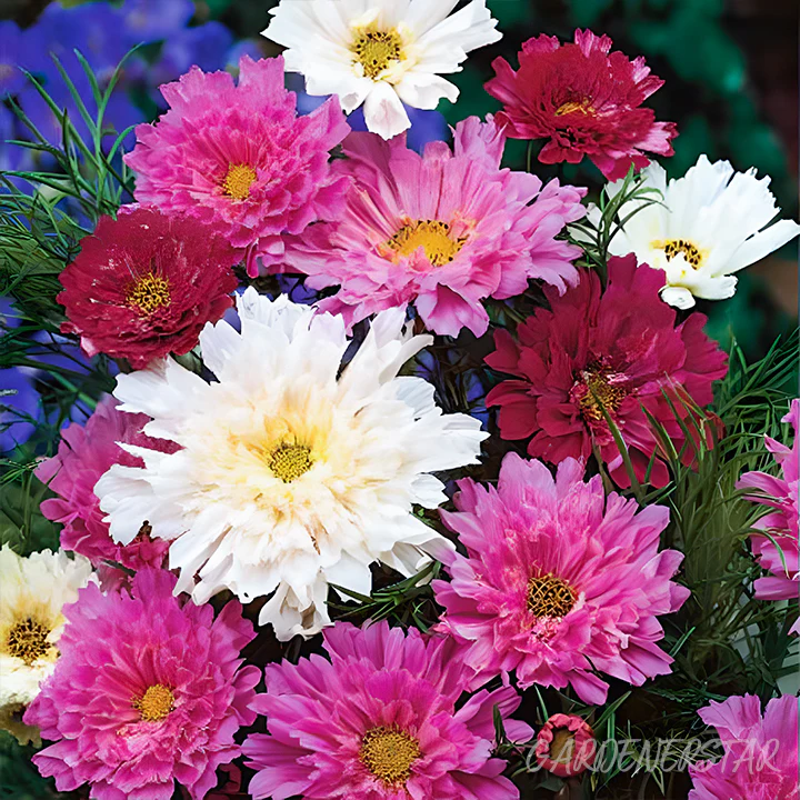 🌸Double Cosmos Seeds-Flower of Happiness