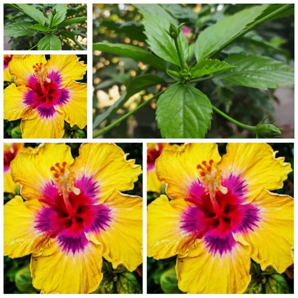 Rare Yellow Hibiscus Seeds 