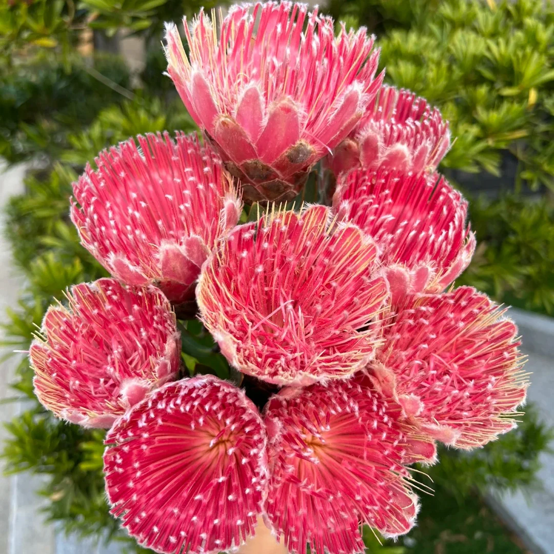 South African Princess Flower Seeds