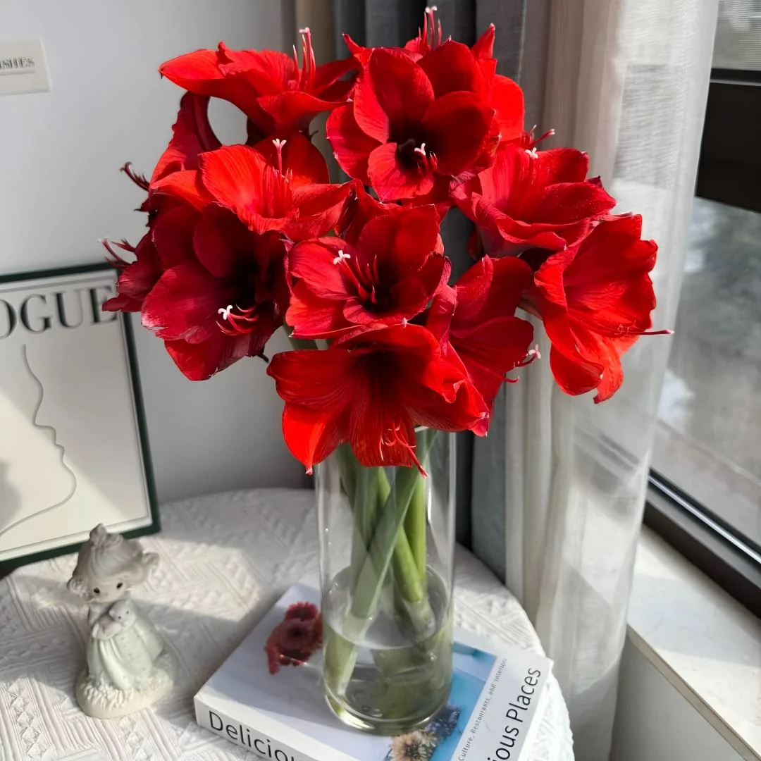 Premium Dutch Amaryllis Bulbs