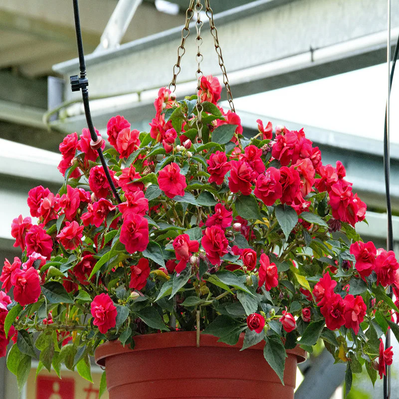 🌸Double Impatiens Seeds