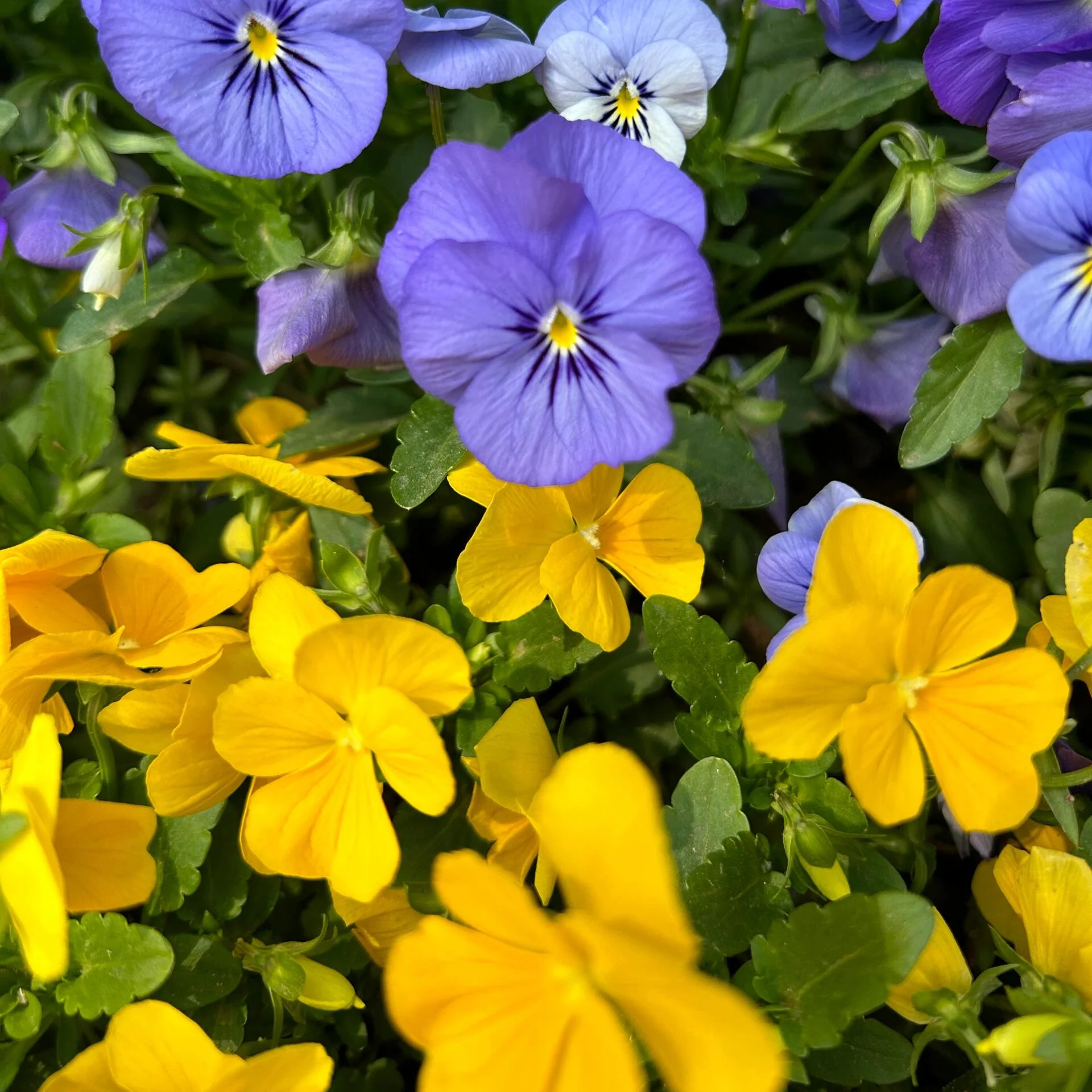 Ultra-Vibrant Pansy Seeds