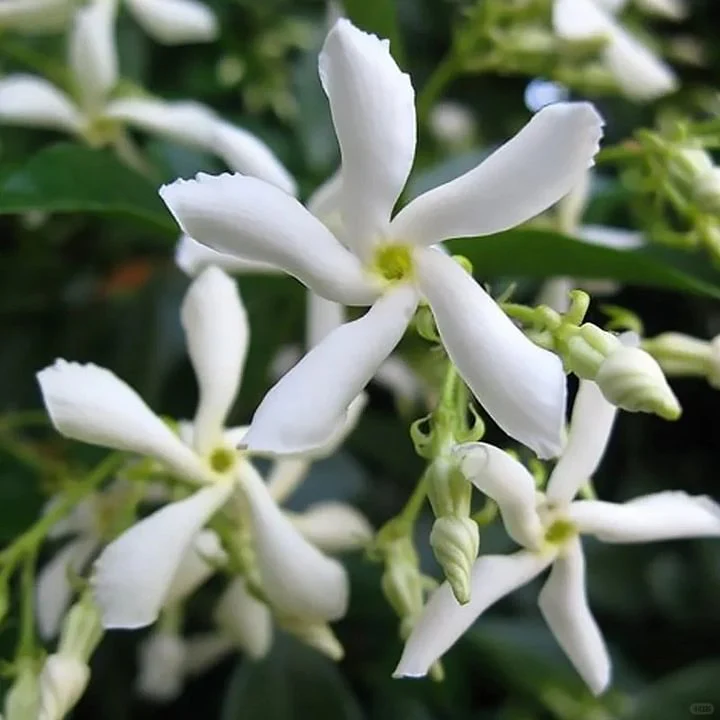 Mixed Climbing Flower Seeds -Over 30 kinds mixed