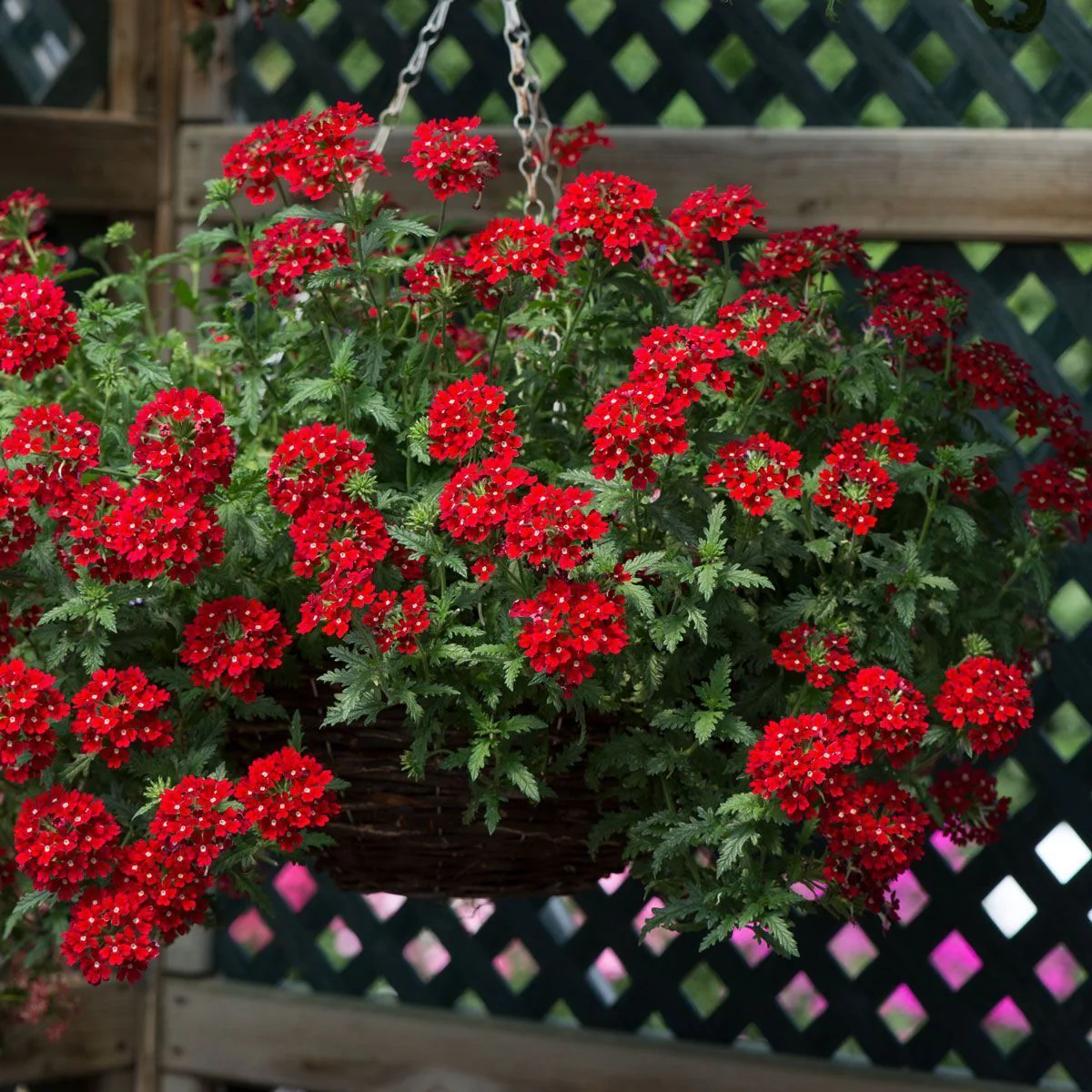 💐Garden Verbena Seeds