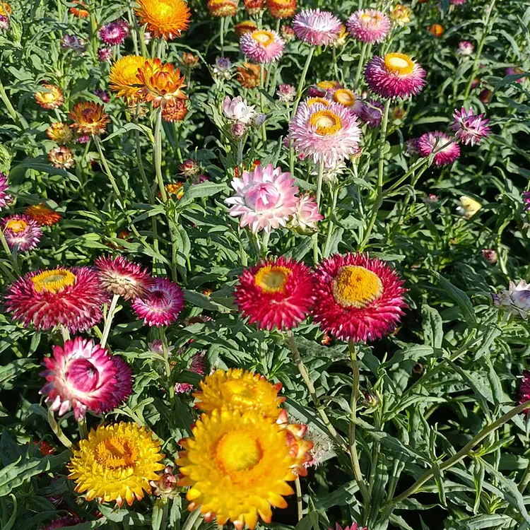 Strawflower Seeds Xerochrysum Bracteatum