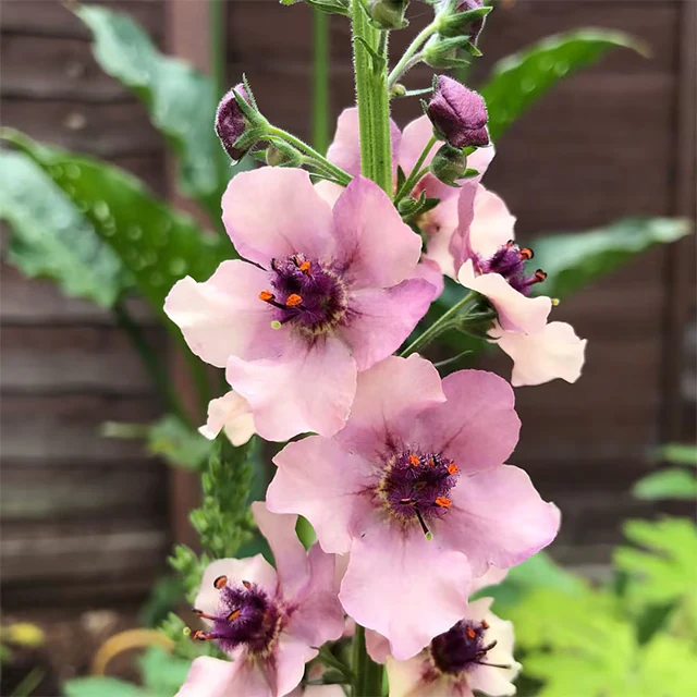 Verbascum Southern Charm Mixed