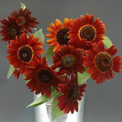 Sunflower Seeds