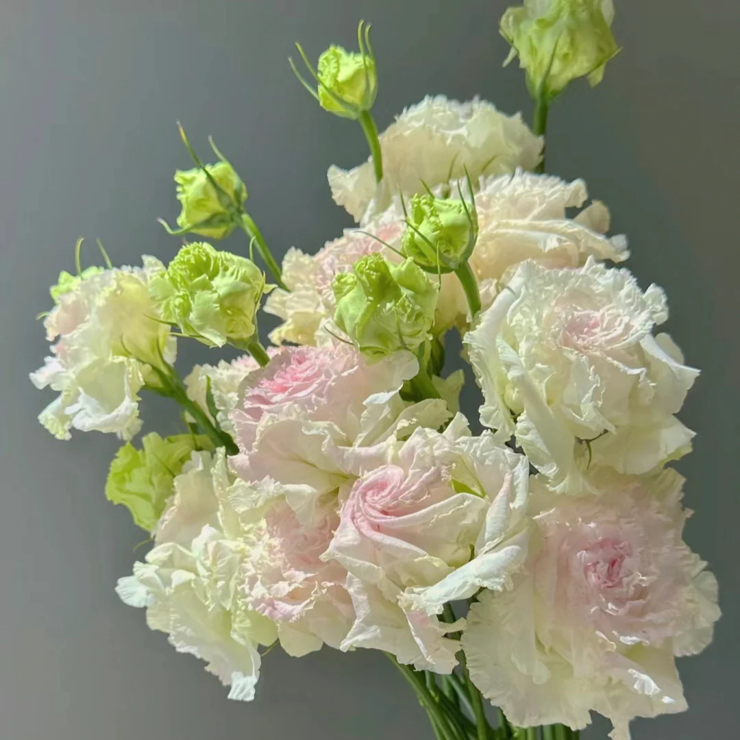 Eustoma-Ice cream Curls-Graceful Elegance in Every Petal