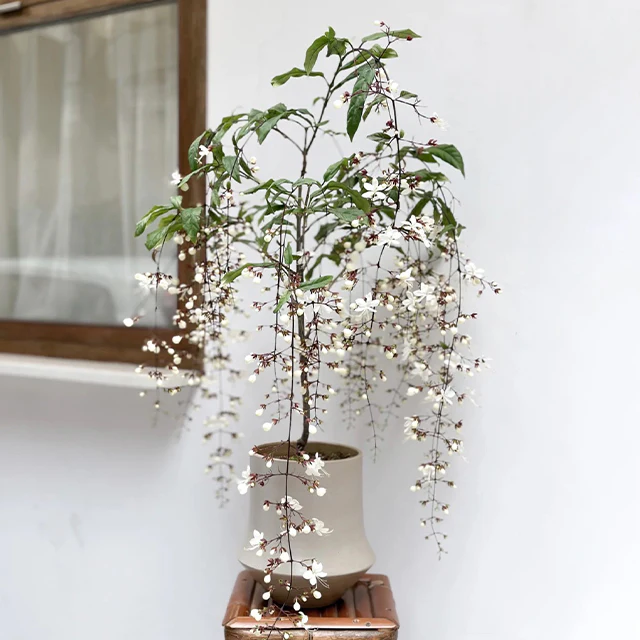 🌼Weeping Jasmine Seeds - White Jade Butterfly