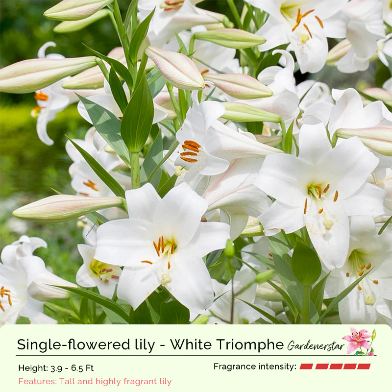 Lily Bulbs