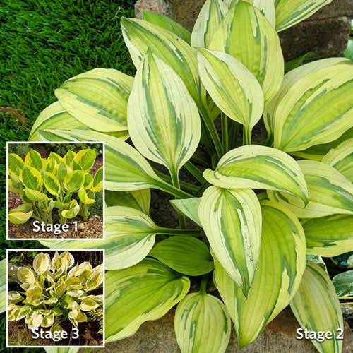 Garden Seeds