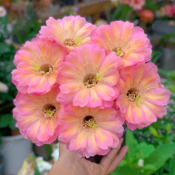 Prickly Pear🌺Flowering Varieties