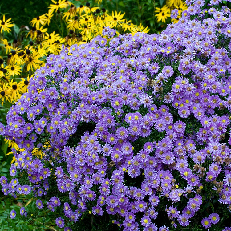 🫧Aster Seeds- Purple Dome