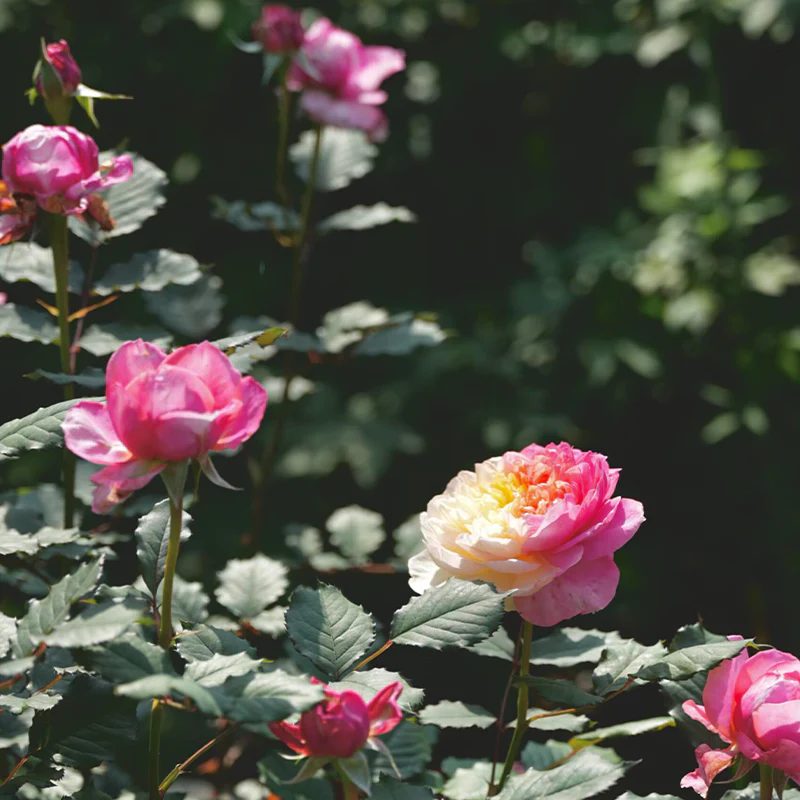 Premium 'Constance Rose' Seeds-Romantic Garden Flowers