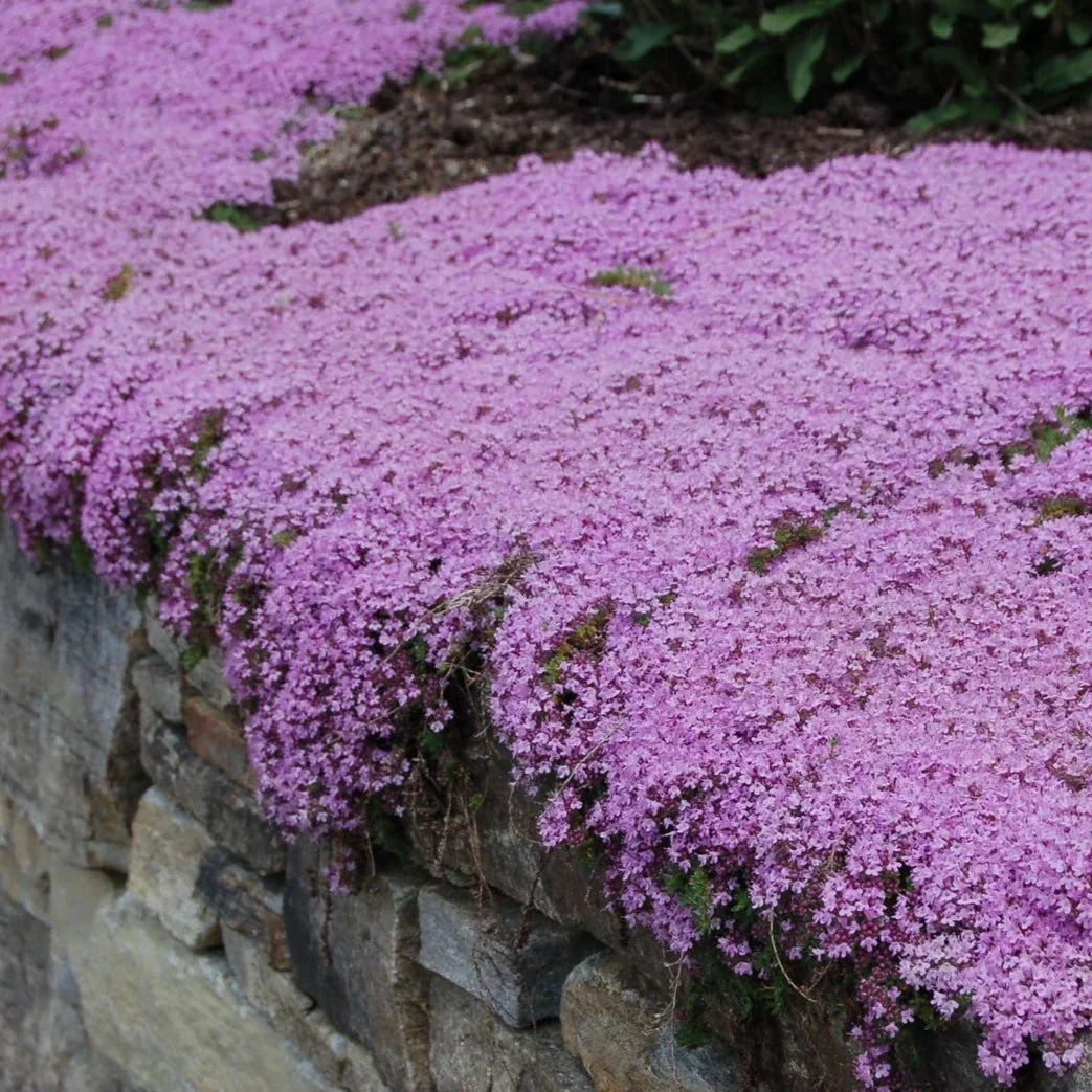 Creeping Thyme Homegrown Seeds🌱Easy to Plant and Grow Non-GMO Perennial Flower Premium Seeds🌺