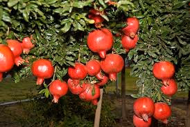 Four Fresh Red Fruit MIxed Seeds