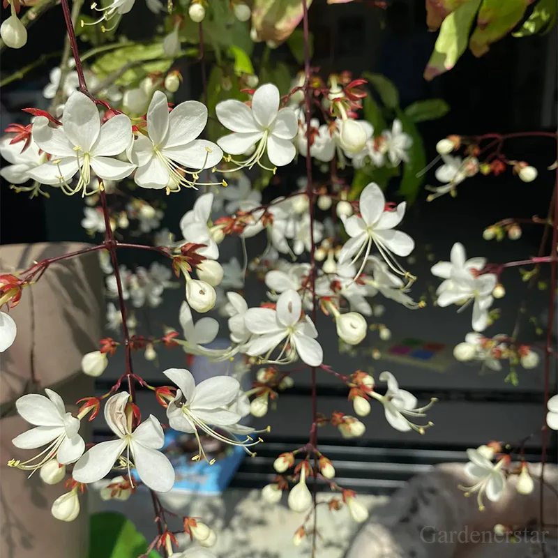 🌼Weeping Jasmine Seeds - White Jade Butterfly