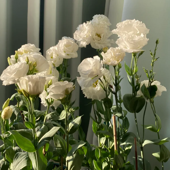 🌺Lisianthus - Sincere Love