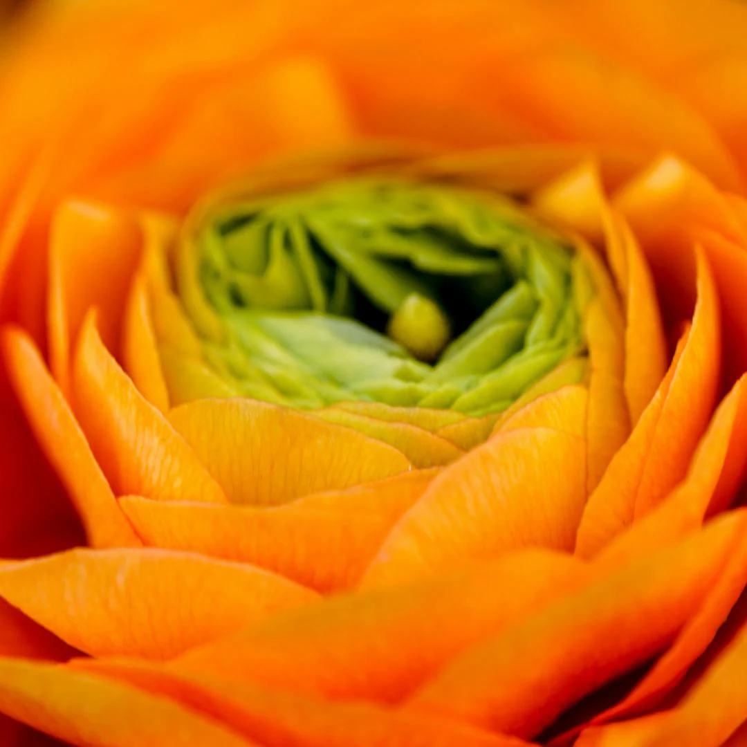Ranunculus Flower Bulbs-Soft, Elegant, Unforgettable 🌸