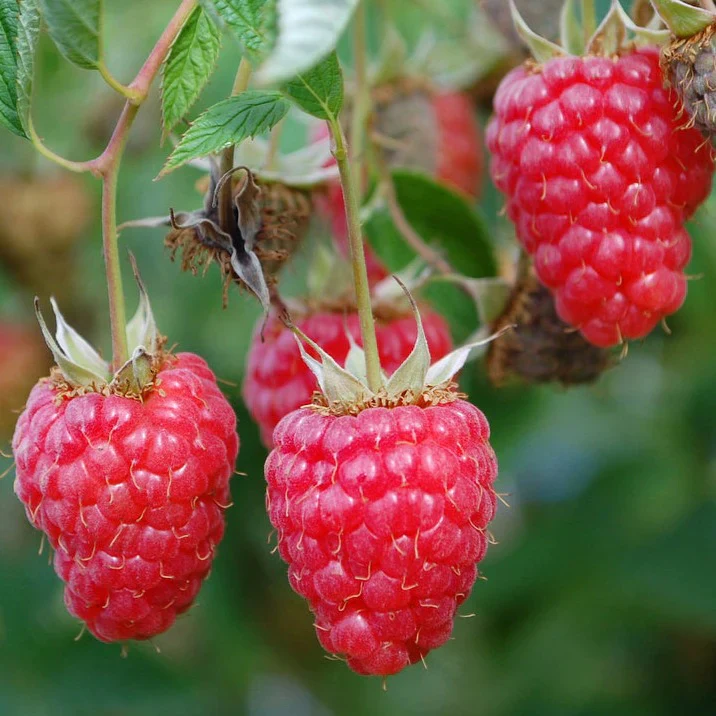 Raspberry Seeds