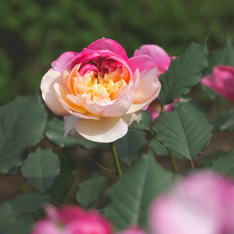 Premium 'Constance Rose' Seeds-Romantic Garden Flowers