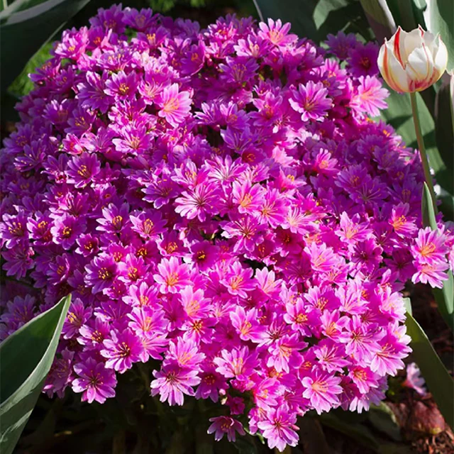 Lewisia Cotyledon Flower Seeds