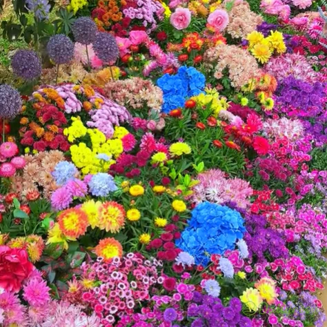 All Perennial Wildflower Seed Mix - Rainbow Garden