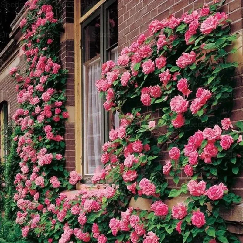 🩷 9 Types Of & Rare Color Climbing Rose Seeds
