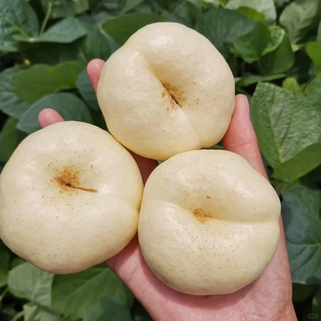 Nectarine Flat Seeds