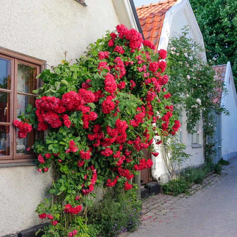 Rosa Banksiae Aiton Seeds