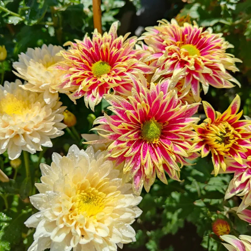 Rare Treasure Chrysanthemum Seeds