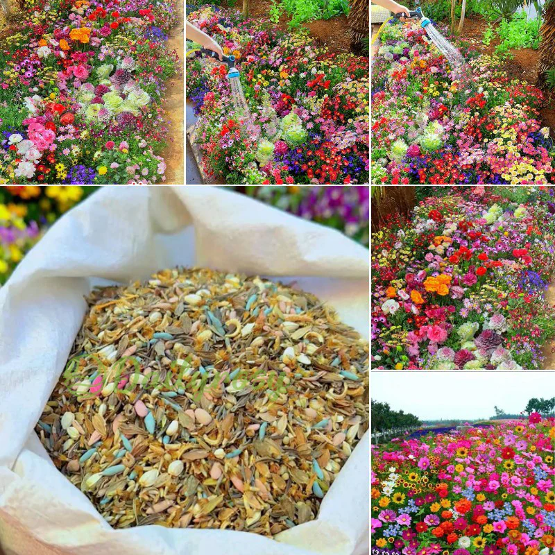 All Perennial Wildflower Seed Mix - Rainbow Garden