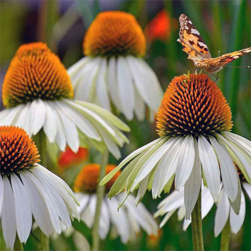 Coneflower Seeds (Echinacea)