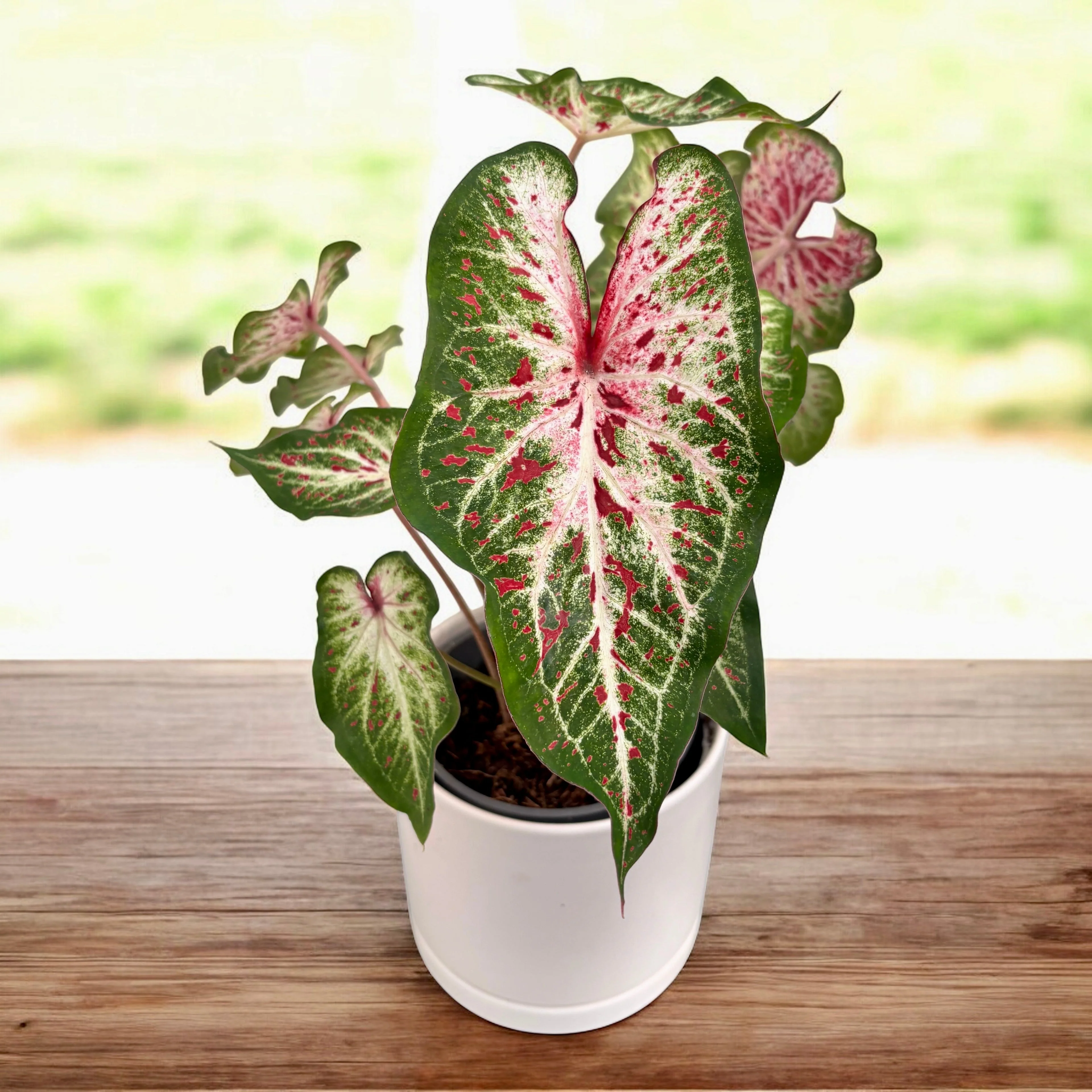 Premium Pink Caladium Bulbs – Easy Grow Indoor/Outdoor